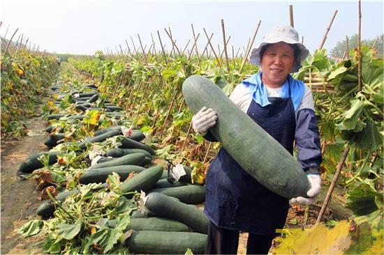 冬瓜蔬菜種(zhǒng)植基地